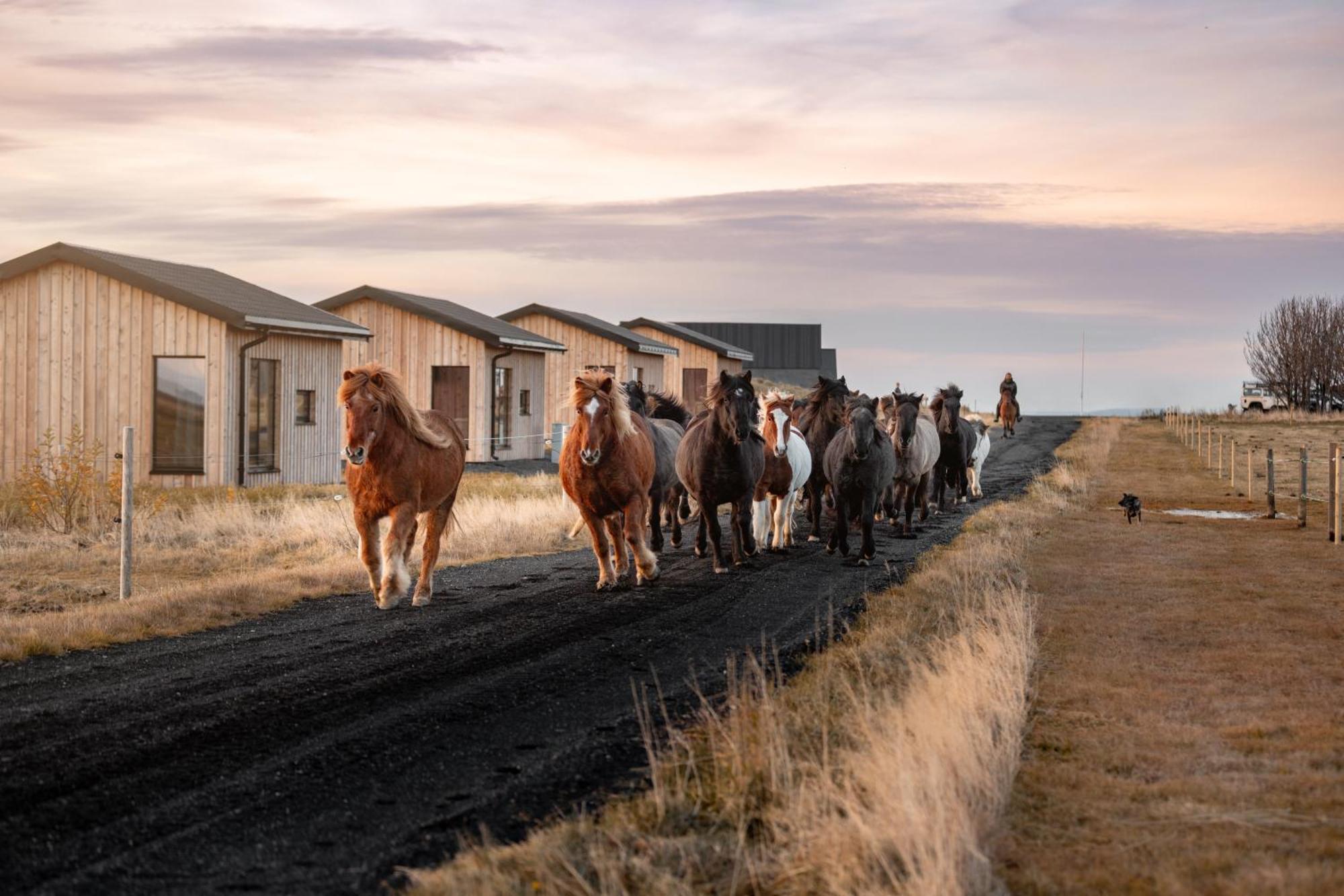 Апартаменты Sleeping With The Horses Хвольсвёдлюр Экстерьер фото